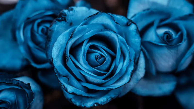 Blue aesthetic Rose flowers, 8K Blue rose