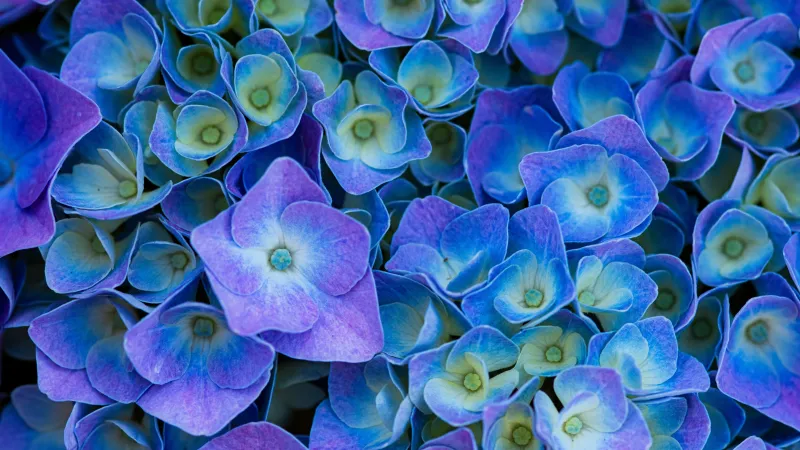 Hydrangea Flowers, Purple aesthetic, Purple Flowers, 5K wallpaper