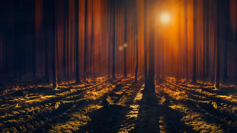 Sunbeams wallpaper, Dark forest, Long shadows