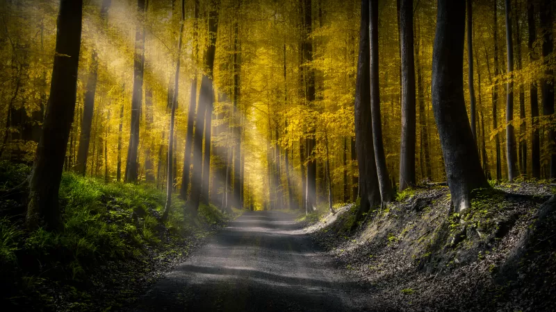 Sun rays, Dirt road, Autumn Forest, Foliage, Pathway, Woods, Trees, Calm, Peaceful, 5K