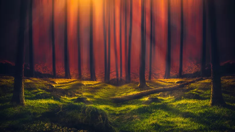 Forest glade wallpaper, Sun rays, Orange haze