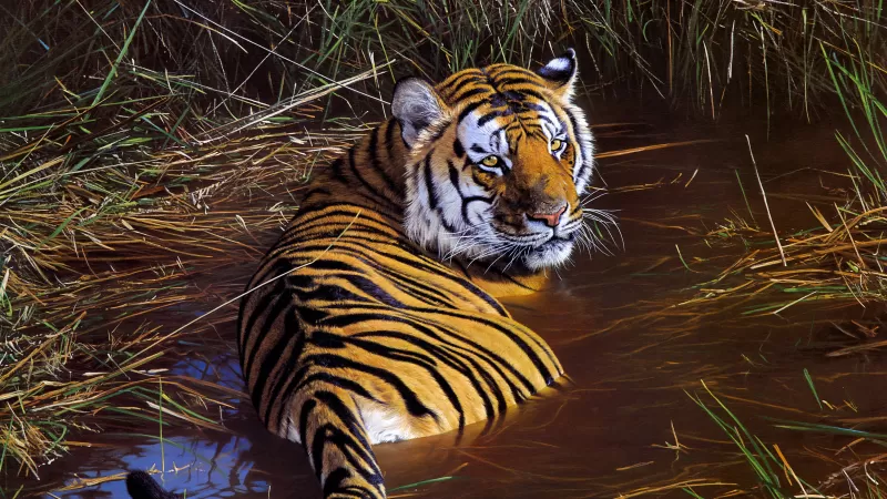 Tiger, Big cats, Paint, Pond