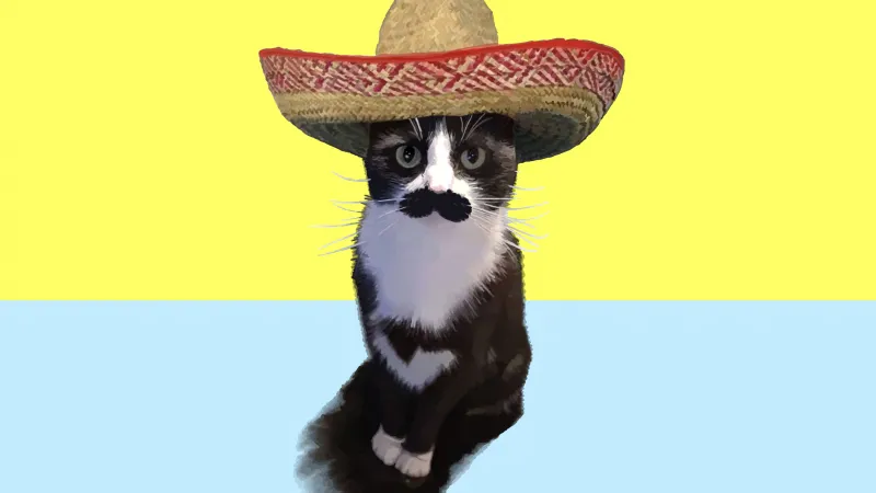 Funny cat, Meme poster