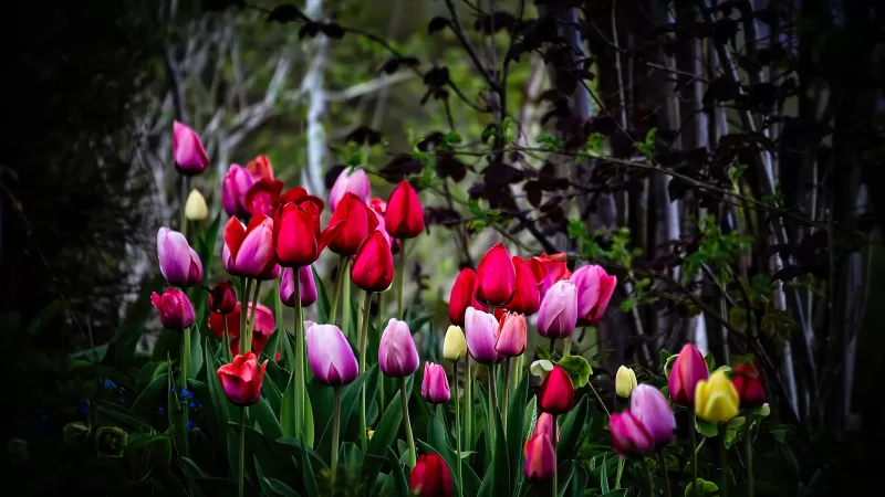 Tulip flowers, Multicolor, Colorful, Blossom, Pink, Red, Spring, Plant, Trees, Green, 5K