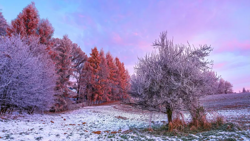 Winter forest, Morning, 5K, 8K wallpaper, Trees, Snow covered