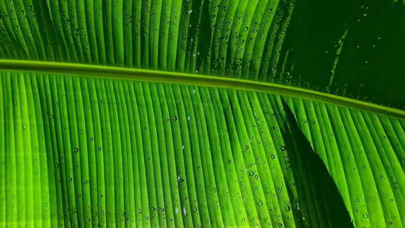 Banana Leaf, Green background, Texture, Pattern, Water drops, Closeup, 5K