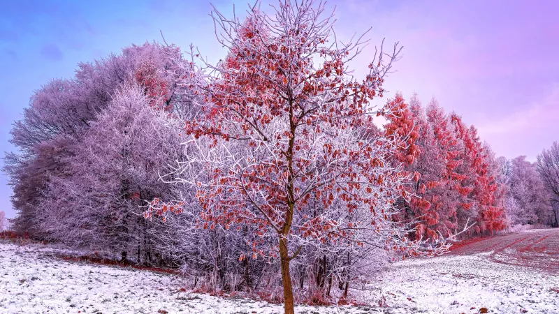 Winter, Trees, 5K wallpaper, Snow covered, Aesthetic, Poland, Frosted trees