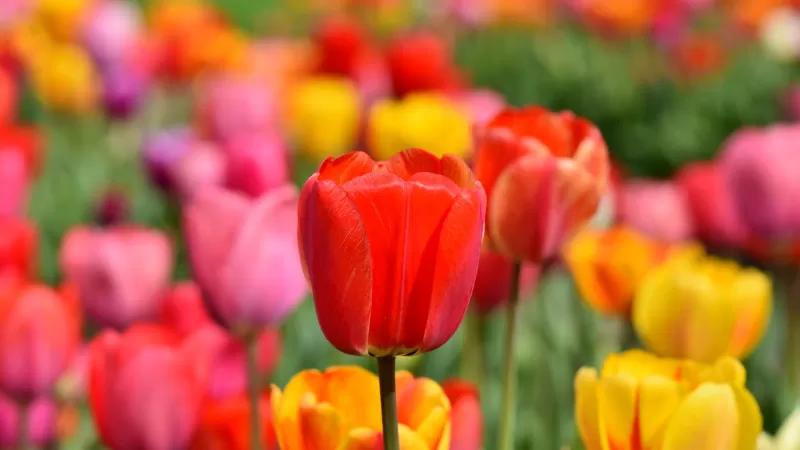 Tulip Field, Multicolor, Colorful, Flower garden, Spring, Blossom, Bloom, Red, Yellow, 5K