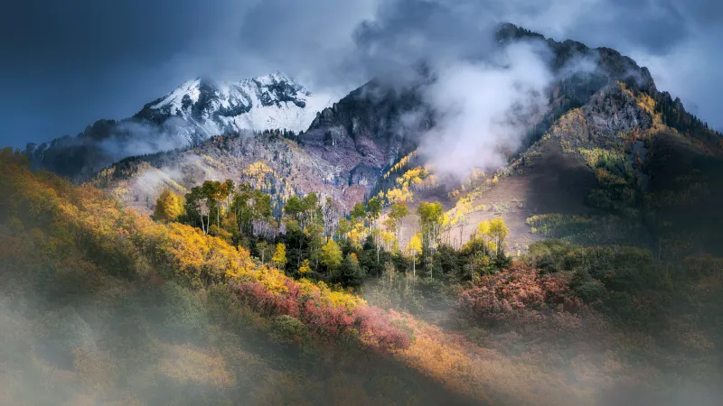 Colorado aspens in fall, Misty peaks, Autumn forest, 8K wallpaper