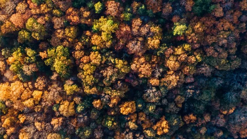 Forest, Autumn trees, Aerial view, Top View, Texture