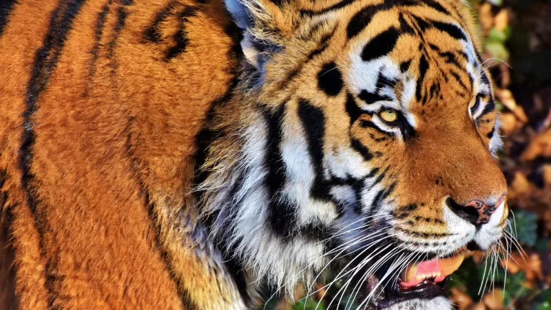 Tiger face, Predator, Big cat, Wild animal, Zoo, Closeup, Carnivore