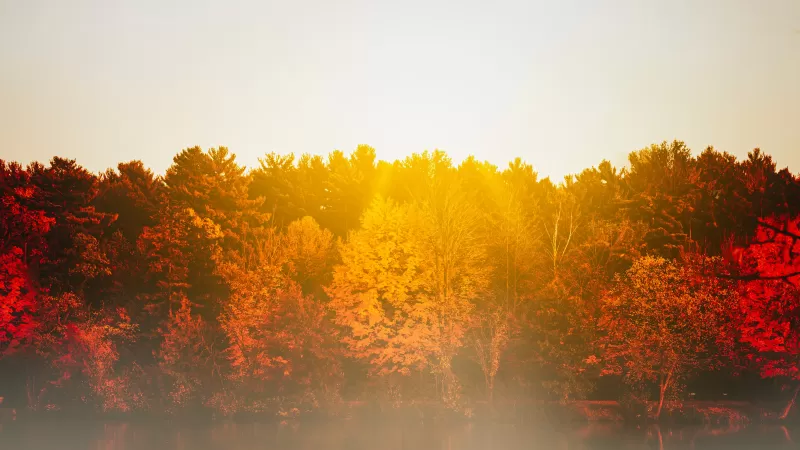 Autumn trees, Body of Water, Sunflare, Sunrise, Reflection, Lake, Morning, Fog, 8K wallpaper
