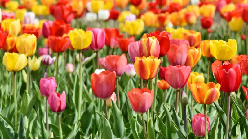 Tulip Field, Multicolor, Colorful, Red, Yellow, Flower garden, Tulip flowers, Green leaves, Blossom, Bloom, Spring, 5K