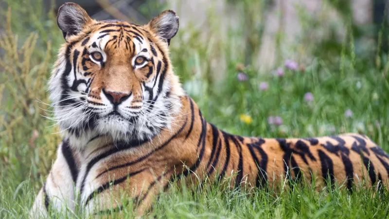 Bengal Tiger, Big cat, Predator, Green Grass, Wild animal, Zoo, Carnivore, Closeup, 5K