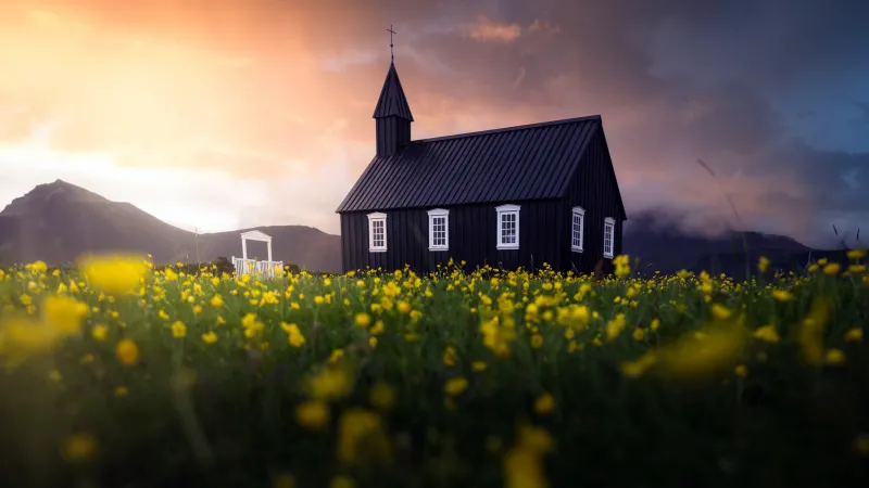 Búðir black church, Yellow wildflowers, Iceland, 5K wallpaper