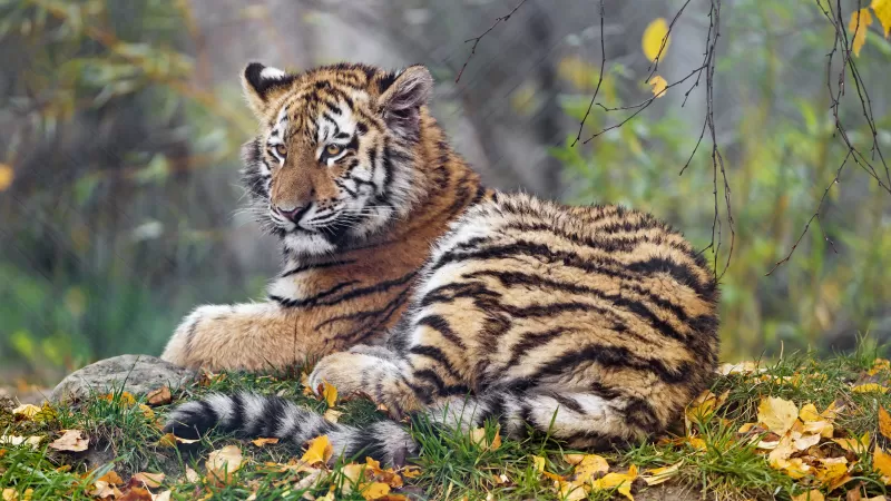 Young tigress, Autumn leaves, Green Grass, Wild animal, Zoo, Big cat, Predator, Portrait, Siberian tiger, 5K