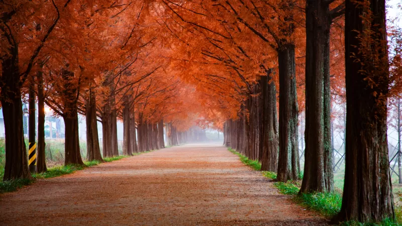 Autumn, Trees, Path, Foggy, Mist, Morning, Fall, 5K