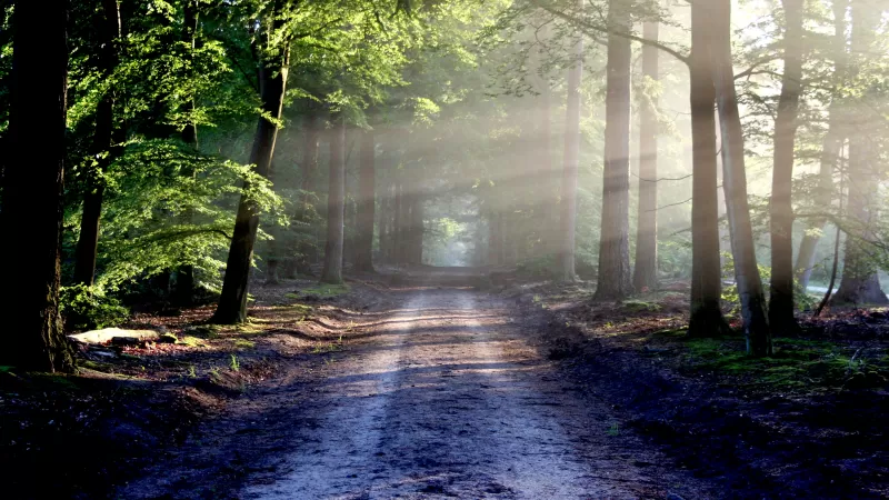 Forest, Path, Trees, Outdoor, Woods, Sunlight