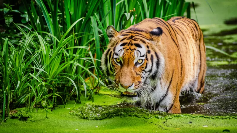 Siberian tiger, Pond, Big cat, Green
