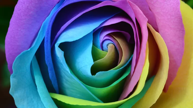Rose flower, Colorful, Multicolor, Rainbow, Beautiful, Macro, Closeup, Floral, Blossom, Bloom, 5K