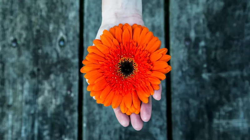 Orange flower, Gerbera Daisy, Hand, Closeup, Bokeh, Wooden background, 5K
