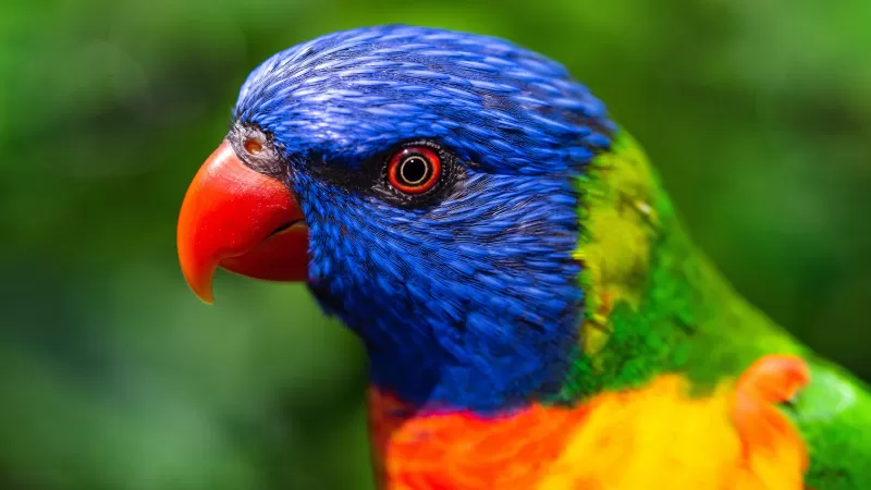 Rainbow Lorikeet, Parrot wallpaper, Colorful, Bird, Multicolor, Closeup, Green background, 5K