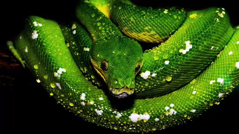 Tree Python, Green snake, Green Python, Water drops, Illustration Drawing, Dark background, 5K