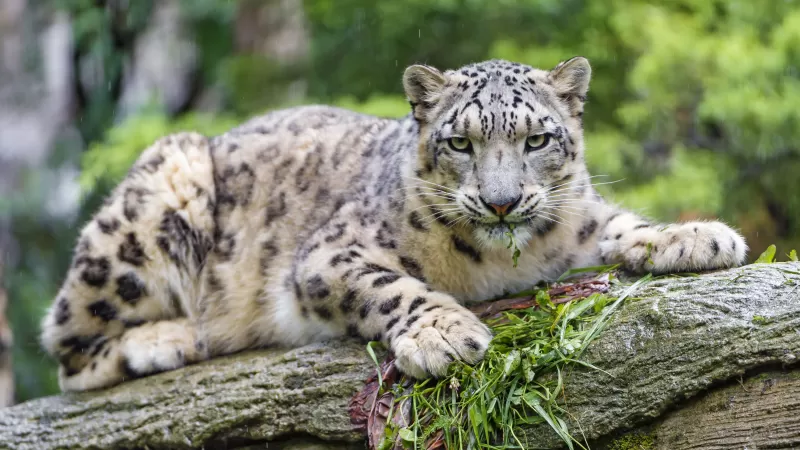 Snow leopard, Wild Cat, Predator, Carnivore, Zoo, Stare, 5K