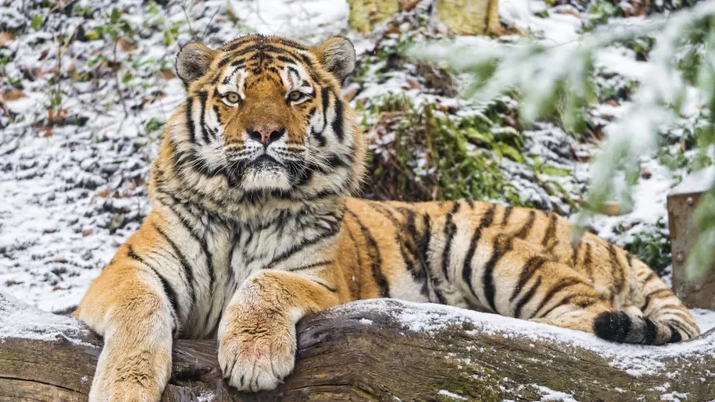 Siberian tiger, Snow, Wood, Winter, Big cat, Wild animal, Predator, Carnivore, 5K