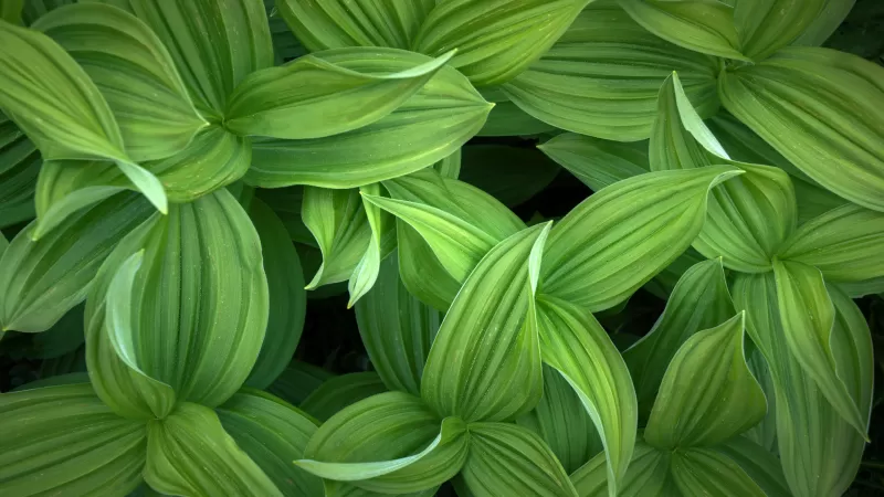 Green leaves, Closeup, Plant, 5K
