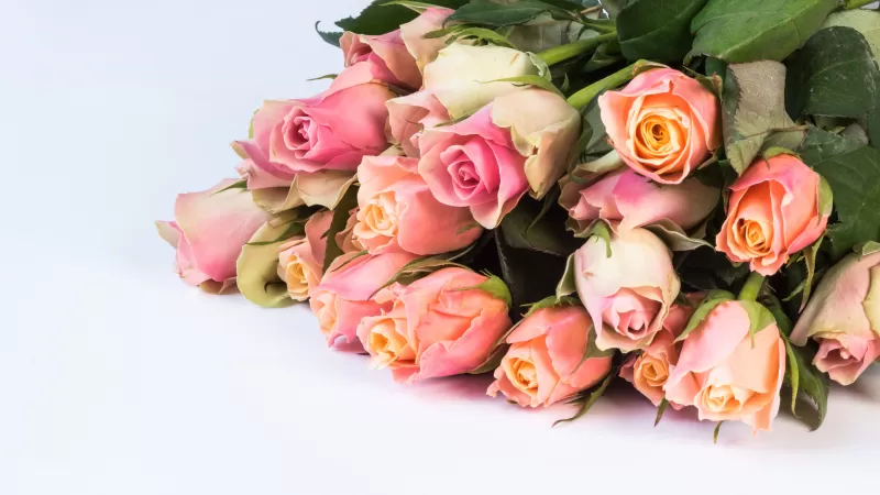Pink roses bouquet, Flowers, White background 5K