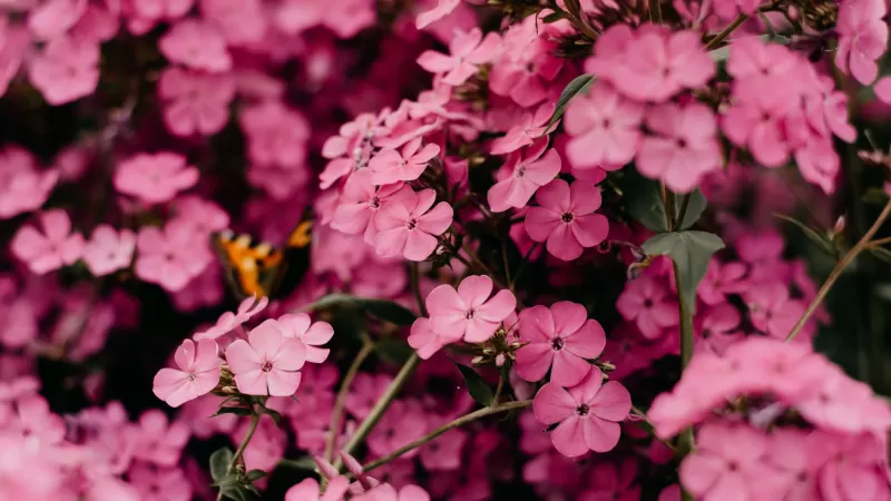 Pink flowers, Bokeh, Floral, Blossom, Bloom, Spring, Closeup, Beautiful, 5K