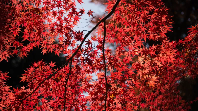 Maple tree, Red leaves, Autumn, Tree Branches, 5K wallpaper