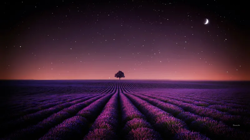 Lavender fields Night sky, Starry sky, Crescent Moon, Purple aesthetic Scenery, Serene Horizon, 5K wallpaper