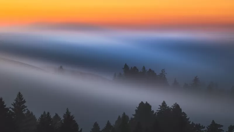 Foggy sunrise, Pine forest, Misty morning, 5K wallpaper