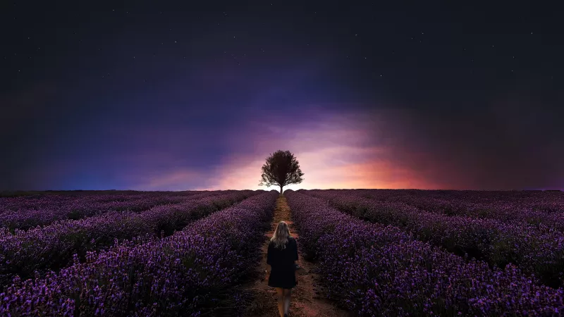 Sunset, Girl, Alone, Lavender farm, Lavender fields, Woman, Dawn, Evening, Horizon