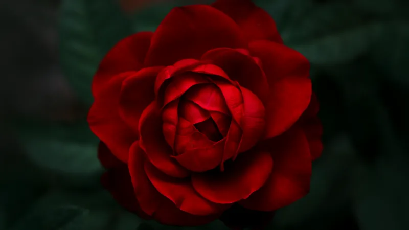 Red rose closeup, Velvet petals, Dark green, 8K wallpaper