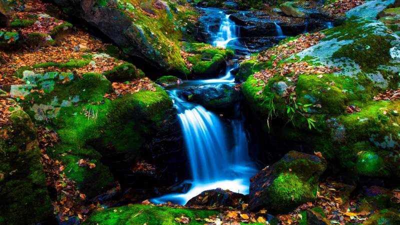 Mossy rocks, Green Moss, Autumn leaves, Forest, Water Stream, Serene, Flowing Water, 5K wallpaper