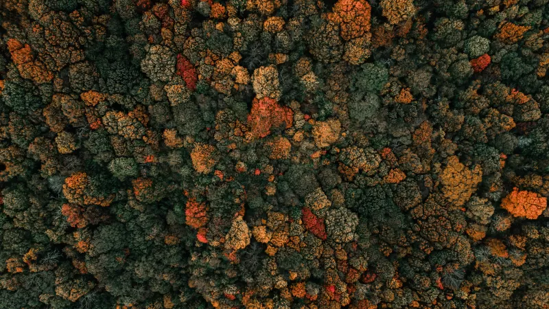 Autumn forest, Aerial view, Tree canopy, 4K wallpaper