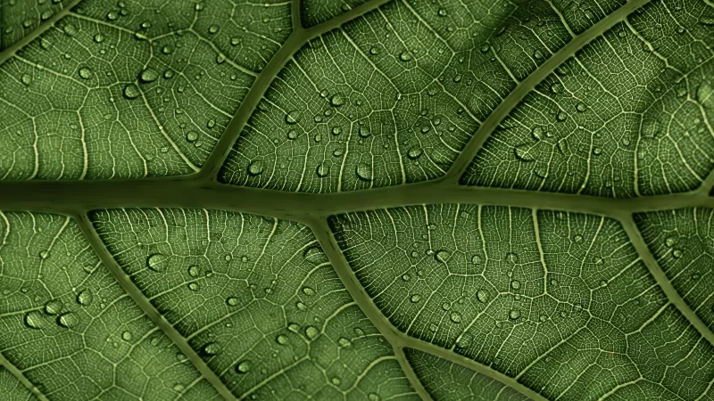 Green leaf, Veins, Pattern, Water drops, Macro, Closeup, 5K