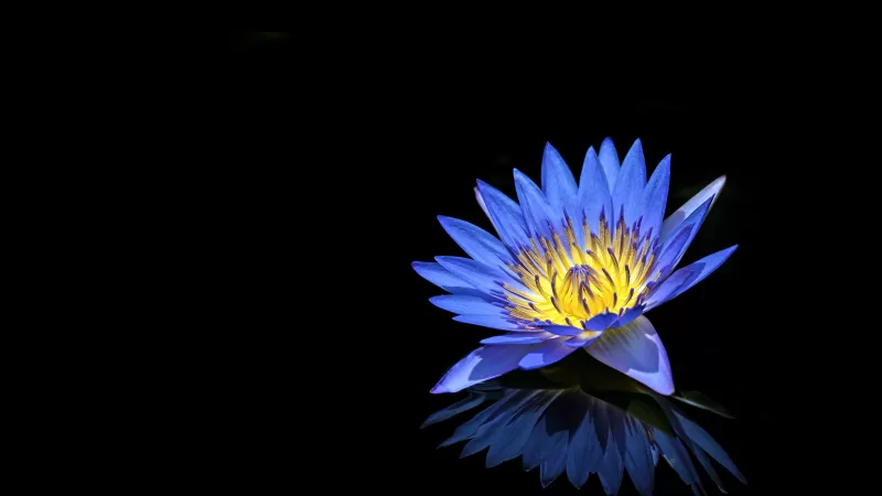Water Lilly, Blue flower, Black background, Reflection, 5K