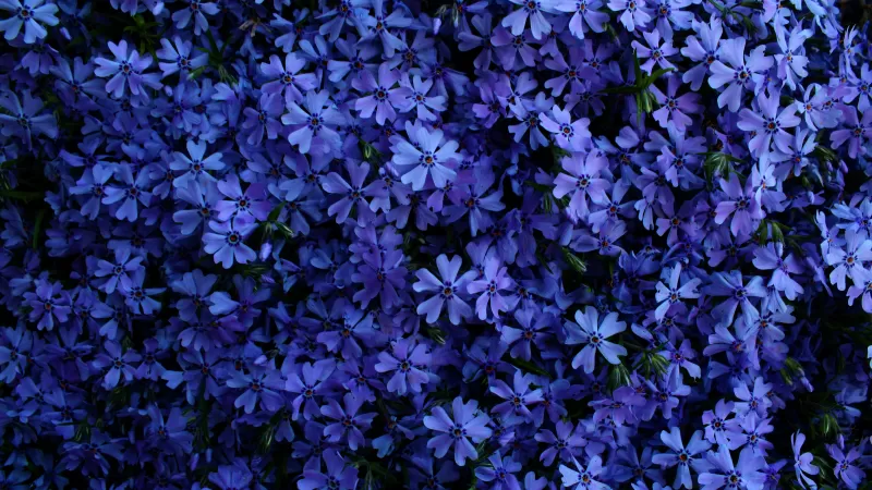 Blue flowers, Floral Background, Blossom, Garden, Beautiful, 5K