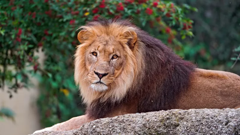 Lion, Wild animal, Carnivore, Predator, Portrait, Closeup, Big cat