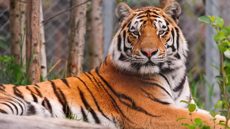 Siberian tiger, Amur tiger, Zoo, Big cat, Carnivore, Predator, Wild animal, Starring