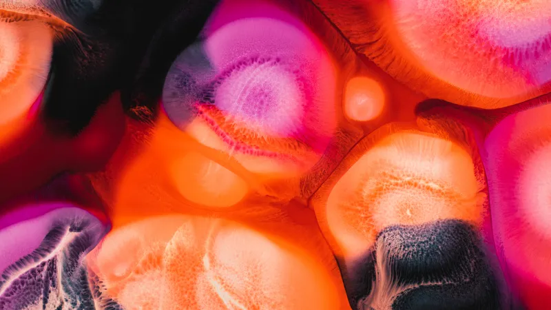 Orange and pink liquid art wallpaper, Fluid cells, Vibrant