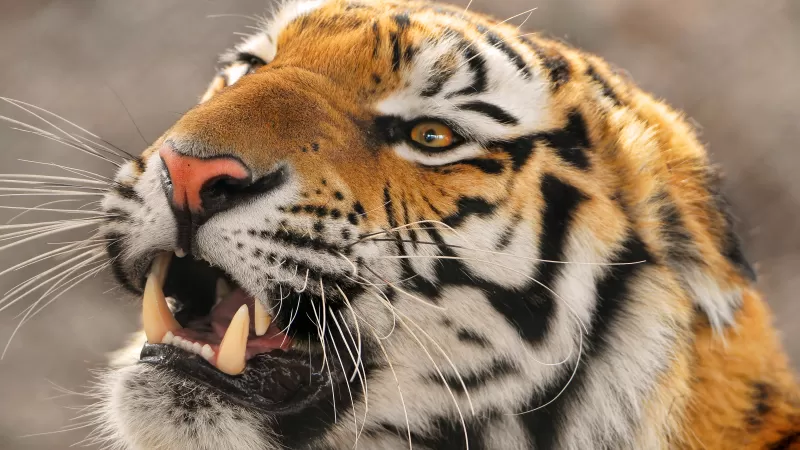 Amur tiger, Siberian tiger, Big cat, Carnivore, Predator, Young tigress, Zoo, Wild animal
