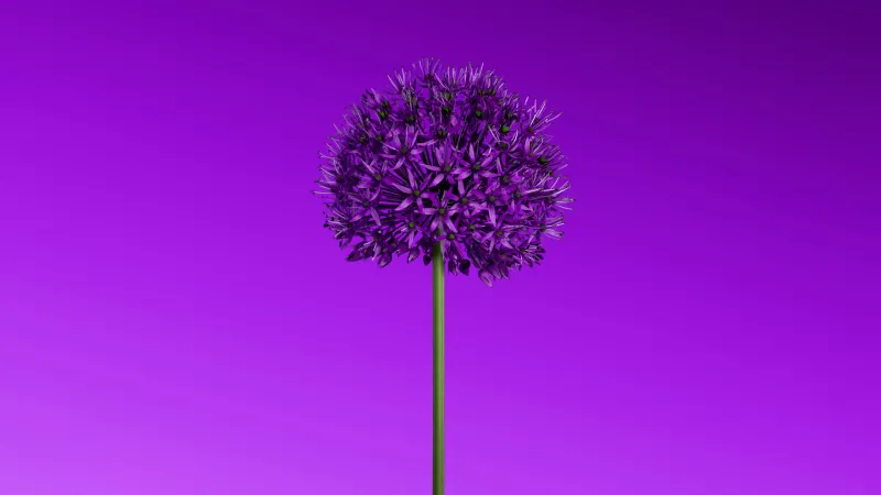 Purple Allium flower, Minimalist, 8K wallpaper