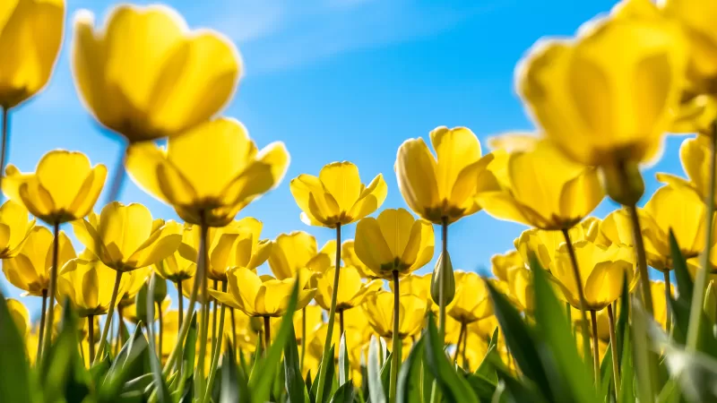 Tulips, Yellow flowers, Blossom, Blue Sky, Bloom, Flower garden, Daylight, Sunny day, 5K