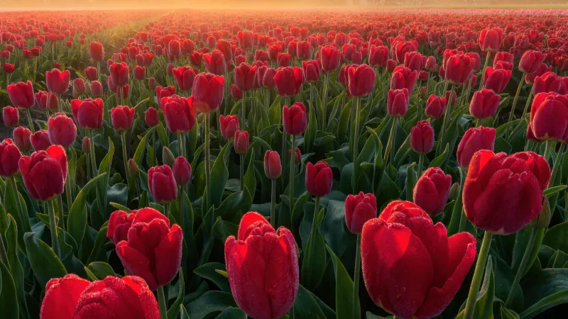 Red tulip field at sunrise, Dew, Netherlands, 4K wallpaper