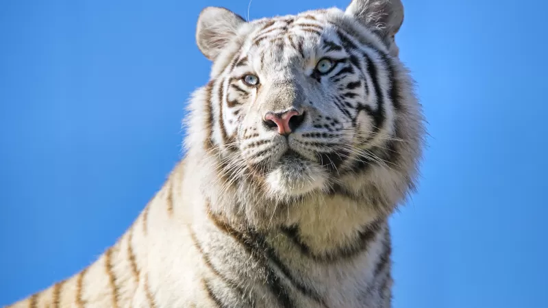 White tiger, Bengal Tiger, Tigress, Blue Sky, 5K